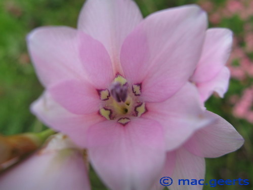 Dierama latifolium